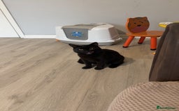 Bombay cats for sale: 2 black male cats - Advert 3