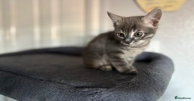 Bengal cats - Advert 7