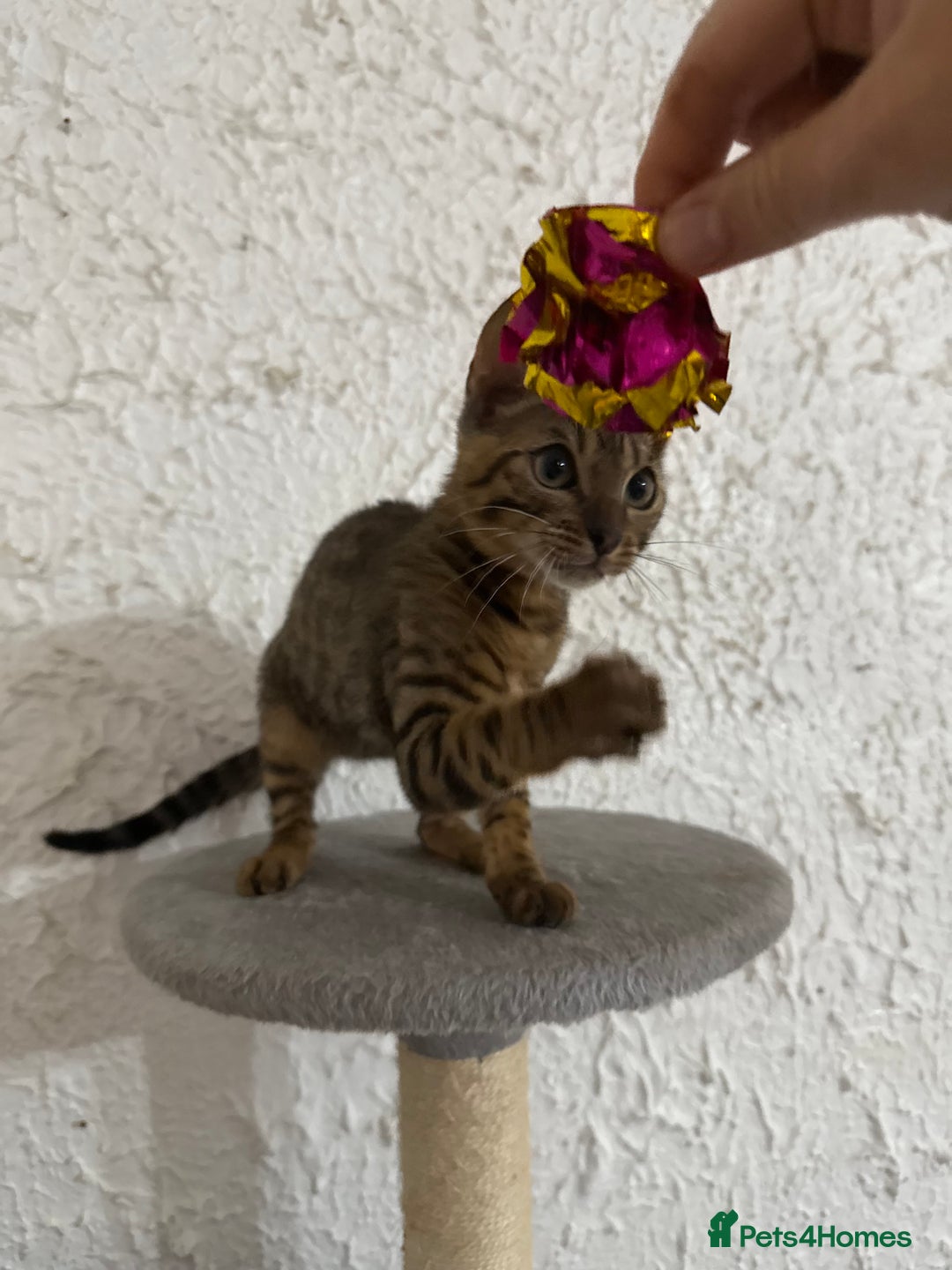 Bengal cats for sale: Male bengal kitten  - Image 5