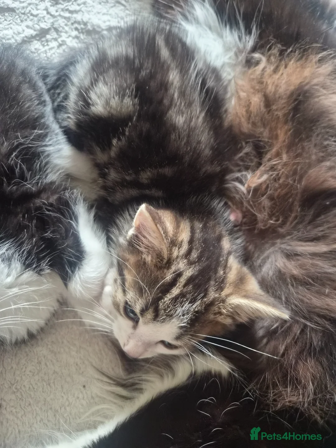 Mixed Breed cats for sale: Beautiful tabby girl - Advert 4