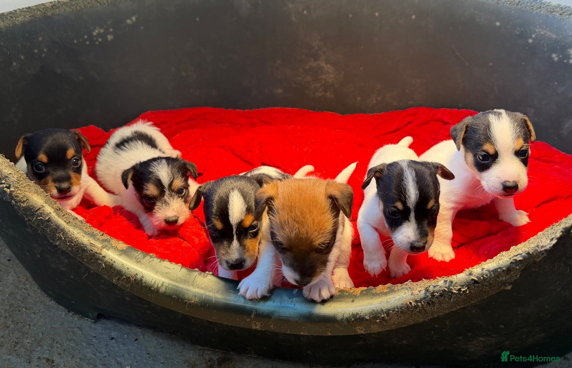 Jack Russell dogs Male Jack Russell puppies   - Advert 2
