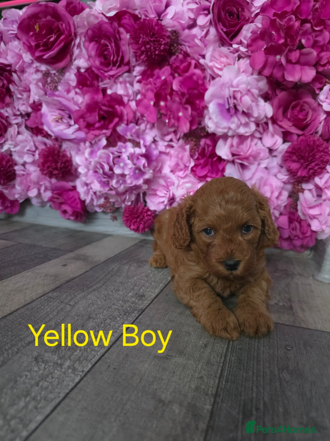 Cavapoo dogs for sale: CAVAPOO F1B RED HEALTY TESTED PARENTS - Image 5