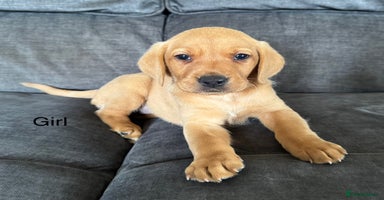 Labrador Retriever dogs - Advert 1