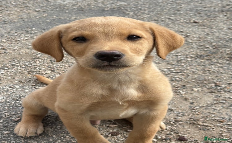 Labrador Retriever dogs - Advert 1