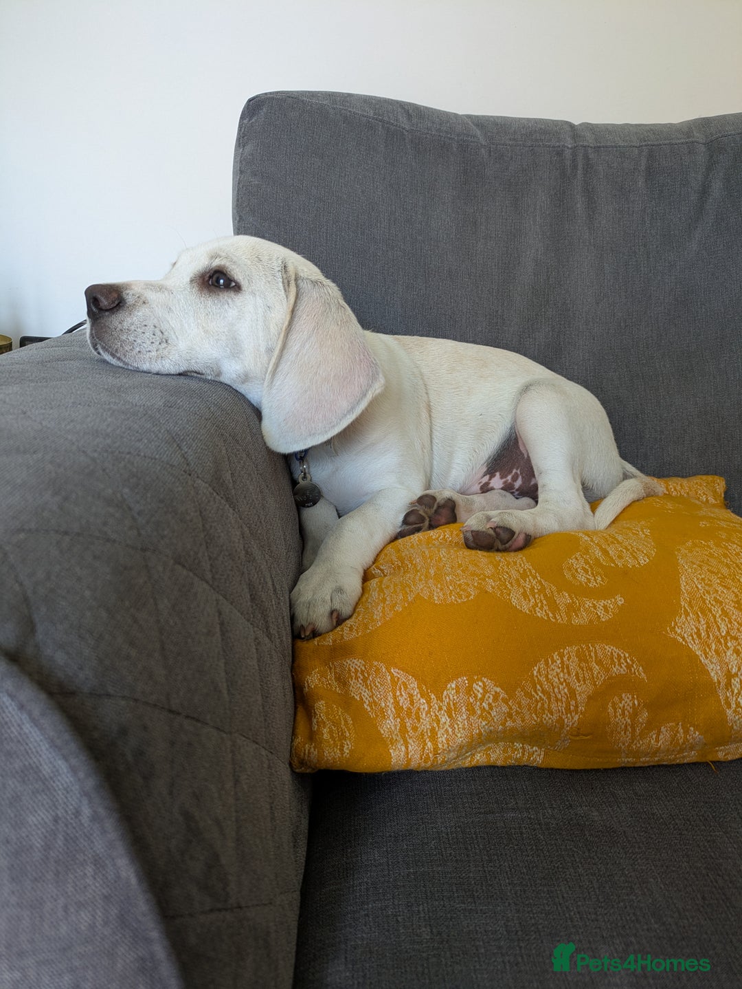 Beagle dogs for sale: Lenny the Lemon Beagle  - Image 14
