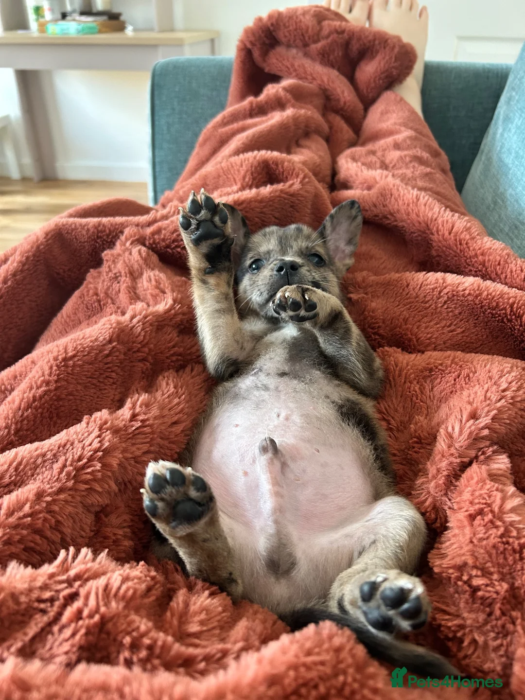 Mixed Breed dogs for sale: French bull dog / German shepherd  in Daventry - Advert 2