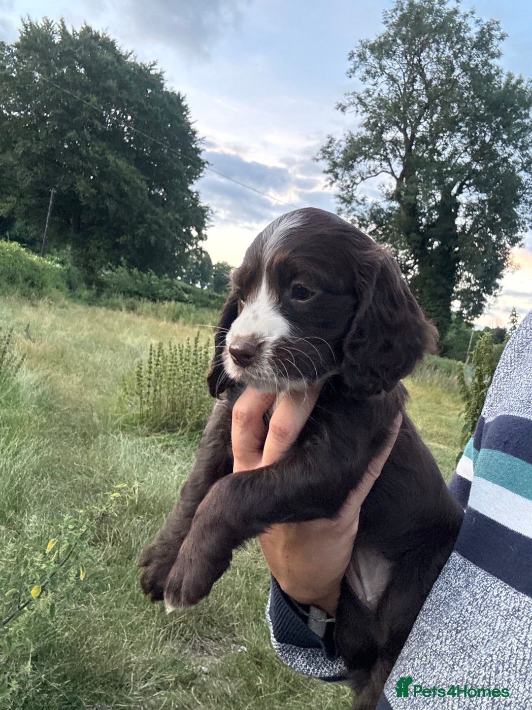 Cocker Spaniel dogs for sale: Last 2 Working Cocker Spaniel Pups - Image 2