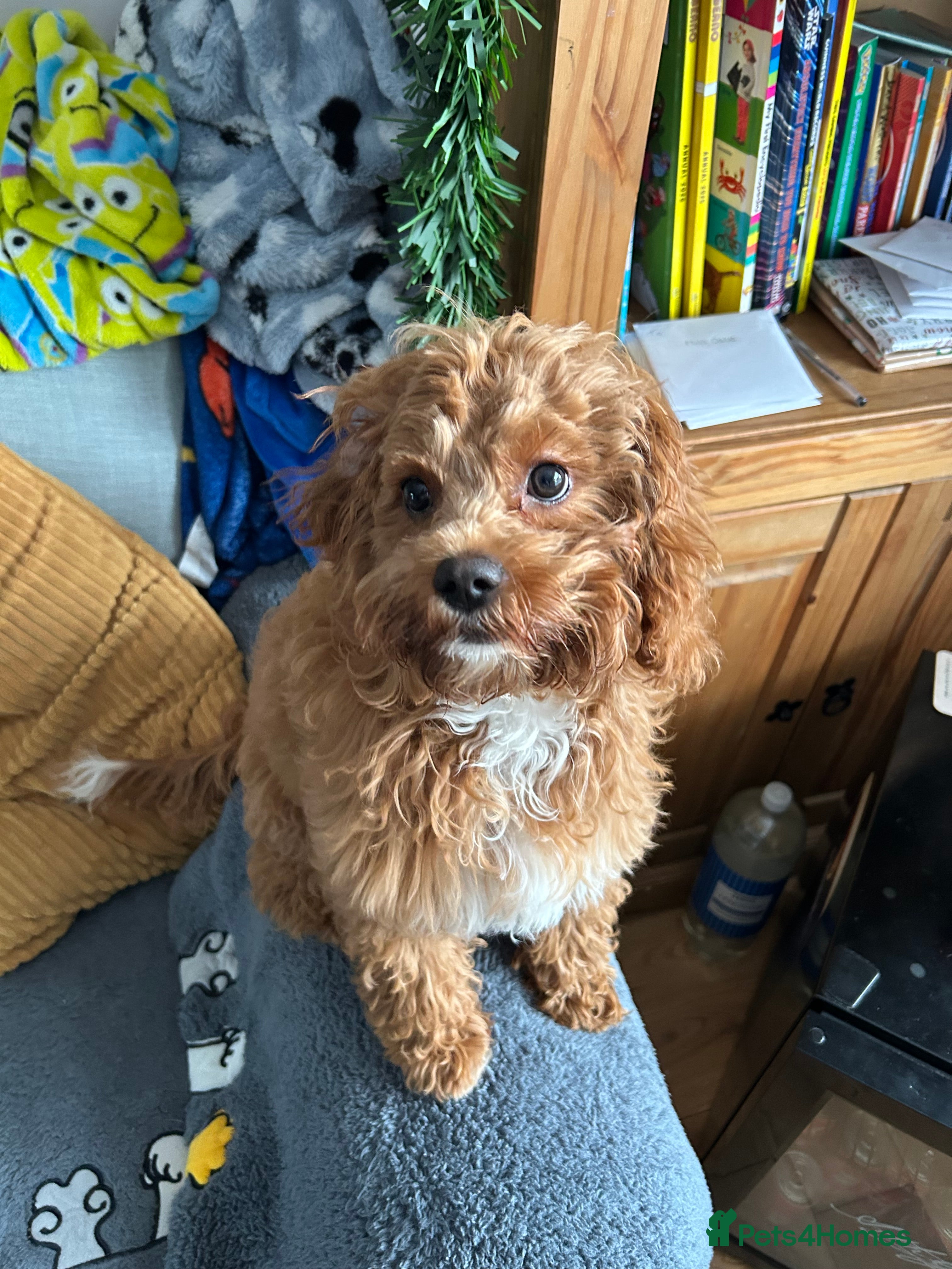 Cavapoo dogs Rehoming a Cavapoo boy 5 months old - Advert 1