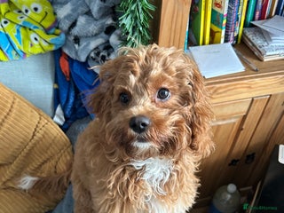 Cavapoo dogs Rehoming a Cavapoo boy 5 months old - Advert 1