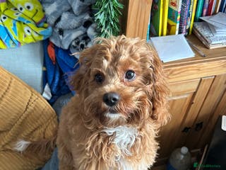 Cavapoo dogs Rehoming a Cavapoo boy 6 months old - Advert 7