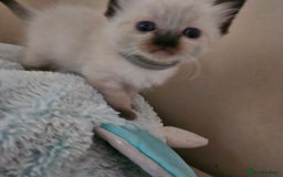 Ragdoll cats for sale: 7 beautiful fluffy Ragdoll cats.  - Image 33