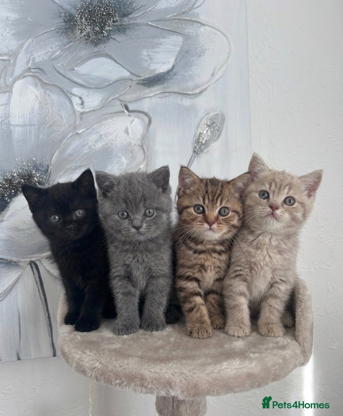 British Shorthair cats British shorthair kittens🐱 - Advert 9
