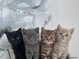 British Shorthair cats British shorthair kittens🐱 - Advert 9