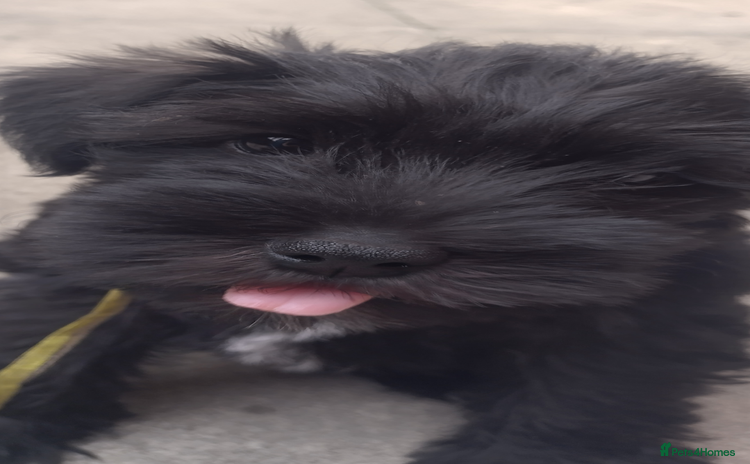 Miniature Schnauzer dogs - Advert 1