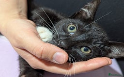 Mixed Breed cats for sale: Kitten Beau  - Image 20