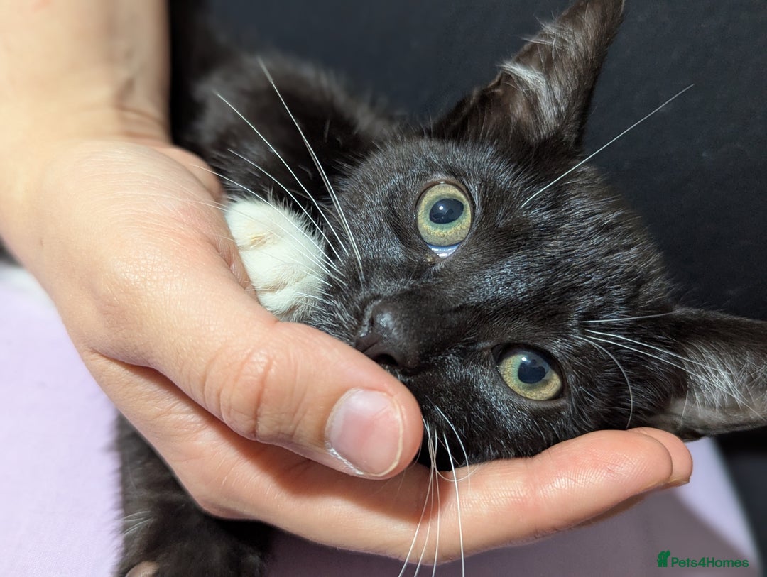 Mixed Breed cats for sale: Kitten Beau  - Image 20
