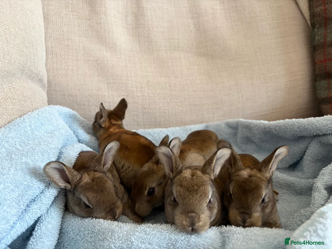 Rex rabbits for sale: Purebred Castor Rex - Advert 2