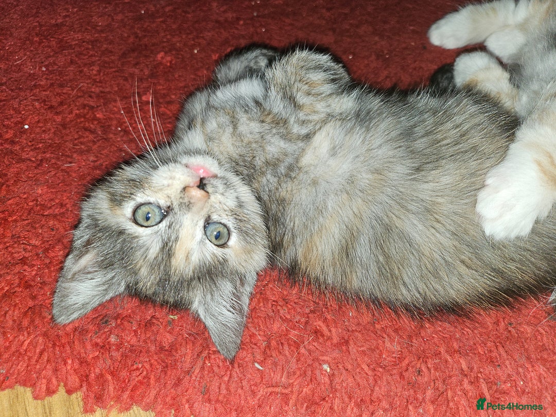 Mixed Breed cats for sale: Quarter persian fluffy kittens for sale - Image 14