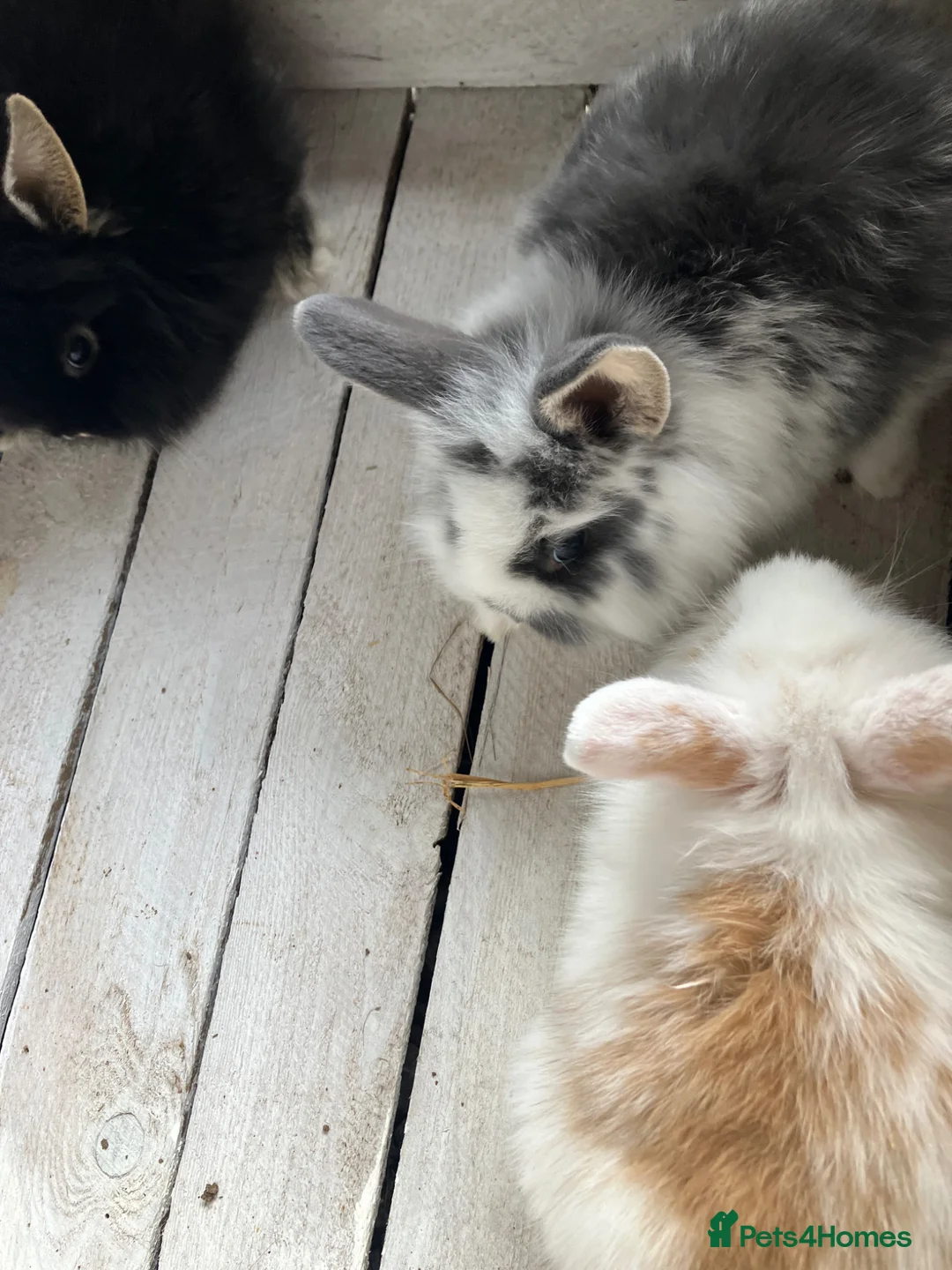Mini Lion Lop rabbits for sale: Lovely litter of mini lion lops available soon - Advert 2