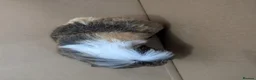 Guinea Pig rodents for sale: 2 guinea pig males  - Advert 4