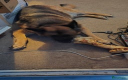 German Shepherd dogs for sale: Mighty Max - Image 1