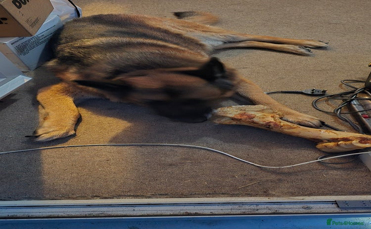 German Shepherd dogs - Advert 1