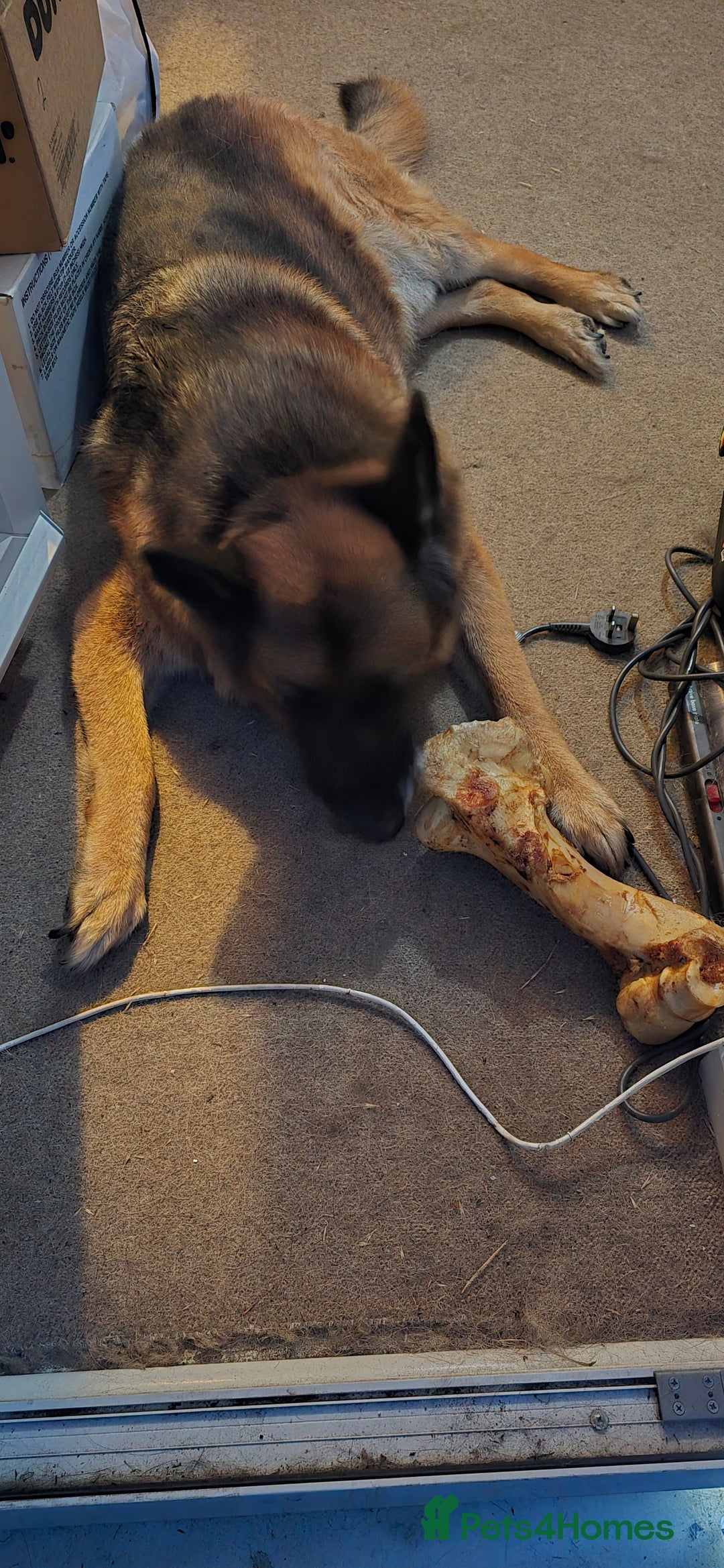 German Shepherd dogs for sale: Mighty Max - Image 1