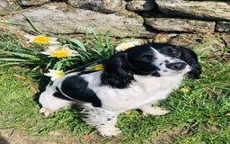 English Springer Spaniel dogs for sale: Working Springer Spaniels  - Image 2