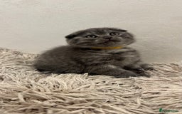 British Shorthair cats for sale: Adorable British blue Shorthair Kittens  - Image 9