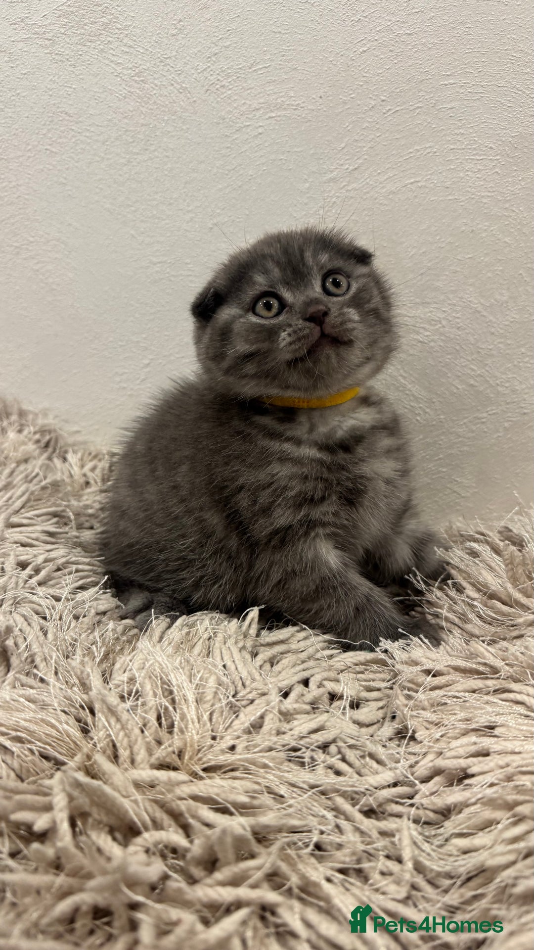British Shorthair cats for sale: Adorable British blue Shorthair Kittens  - Image 9