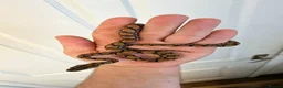 Boa Snake reptiles for sale: Young Brazilian rainbow boa snake - Advert 3
