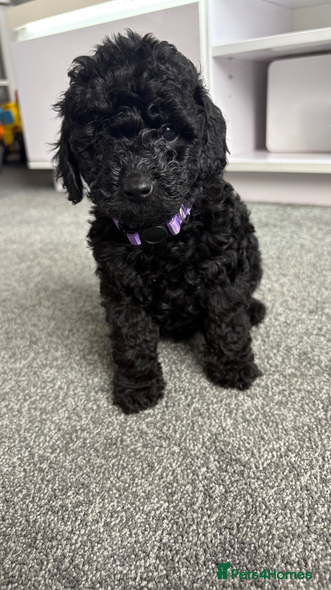 Cockapoo dogs F1b toy cockapoo health tested parent 🐶 - Advert 9