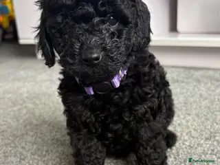 Cockapoo dogs F1b toy cockapoo health tested parent 🐶 - Advert 9
