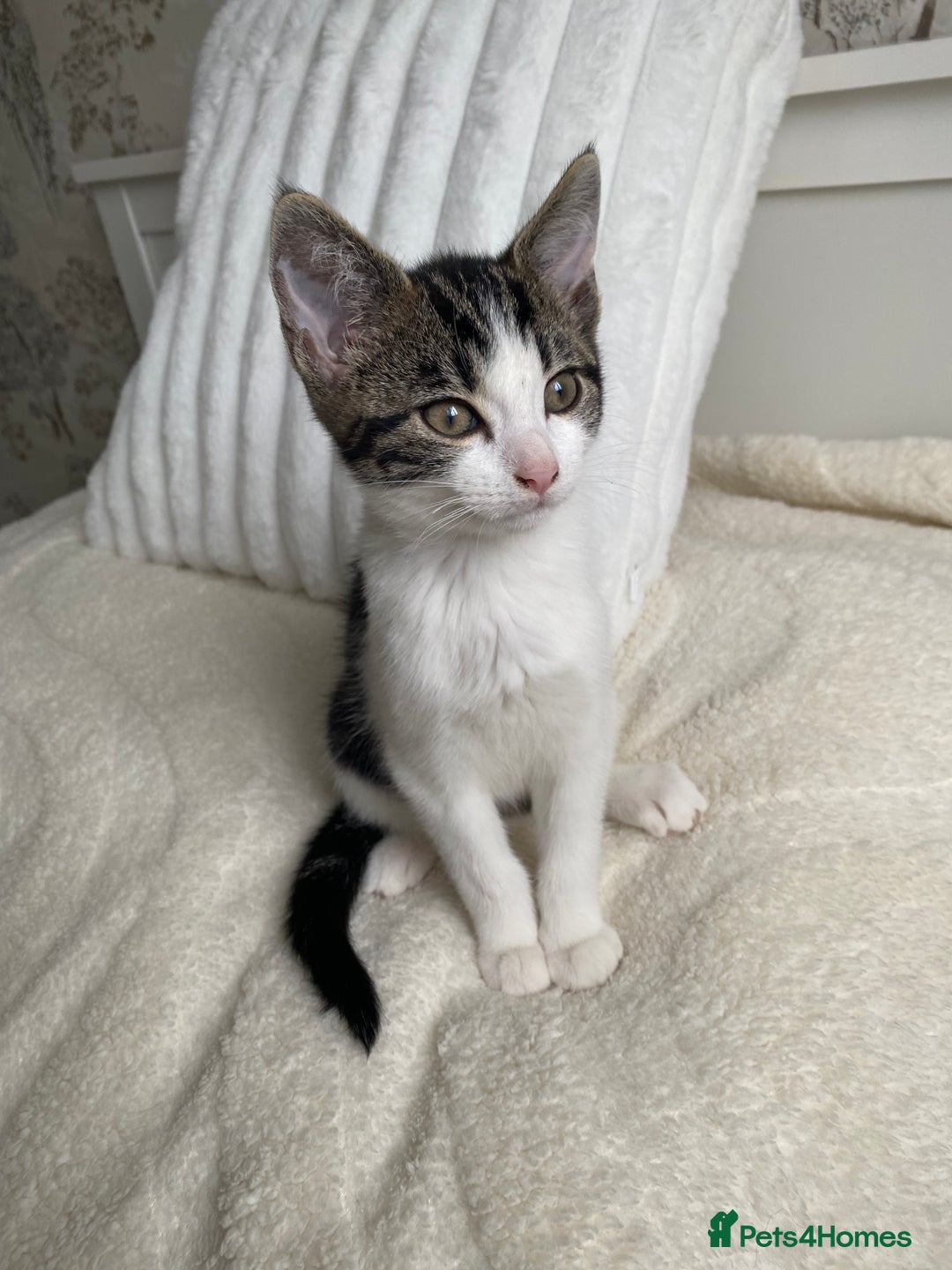 Domestic Shorthair cats for sale: Female kitten - Image 4