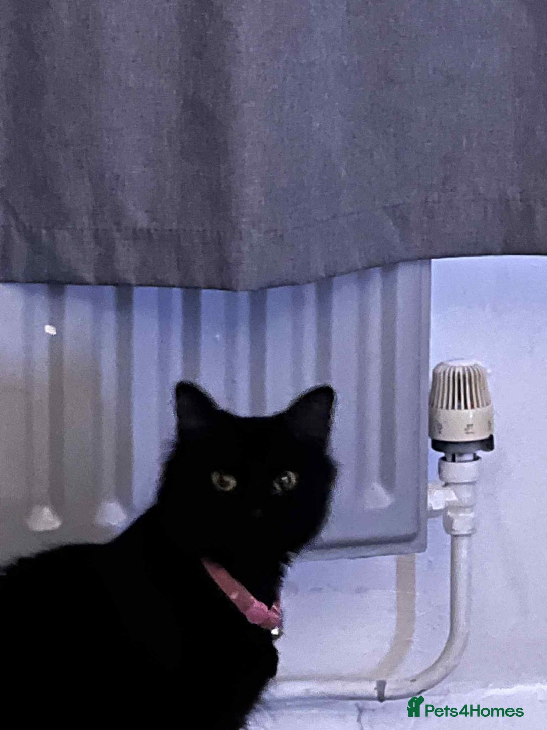 Bombay cats for sale: Two cats to Rehome - Advert 2