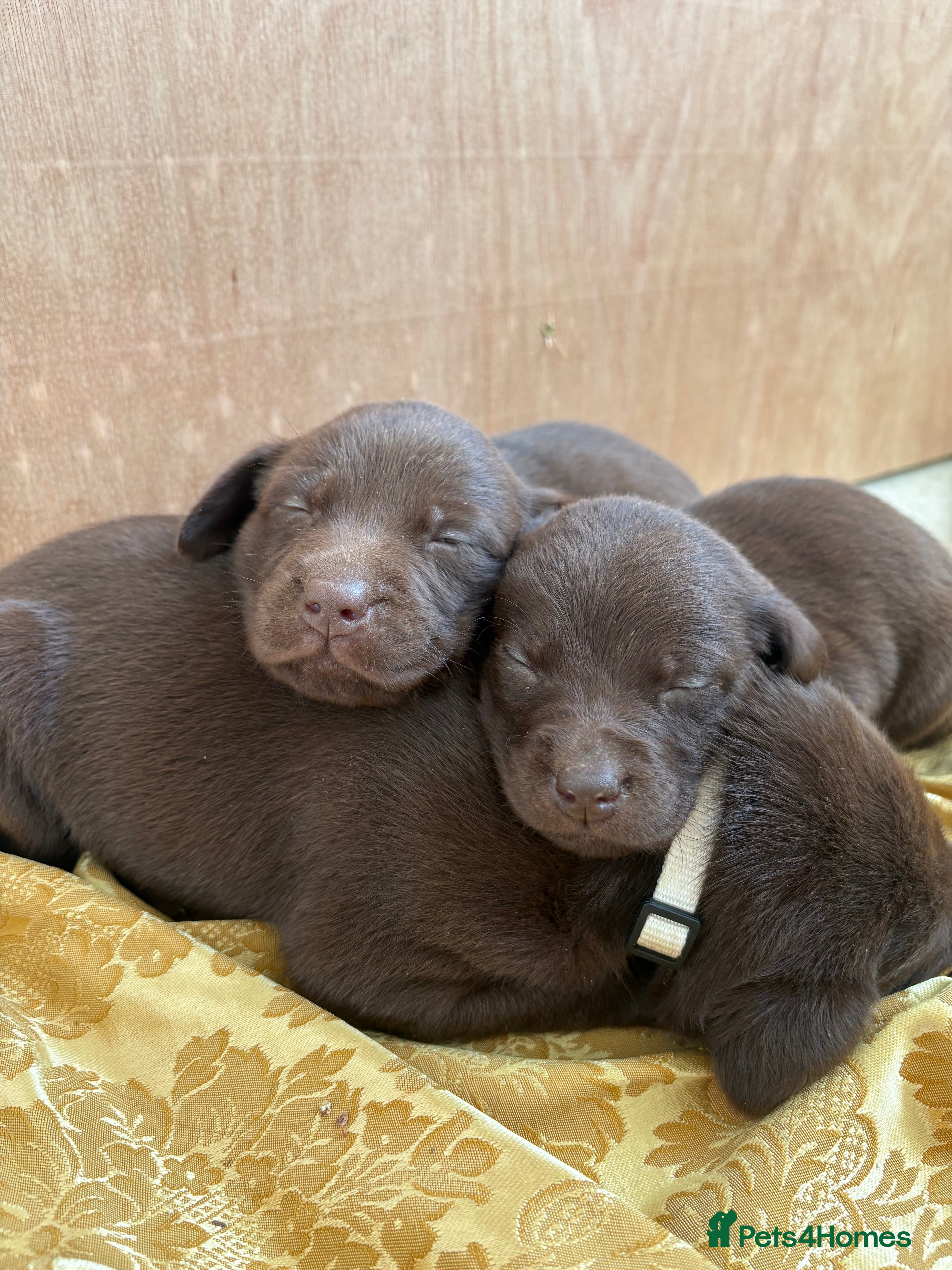 Labrador Retriever dogs ⭐️Gorgeous Kc Chocolate Labrador Puppies⭐️ - Advert 6