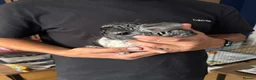 Chinchilla rodents for sale: Two 1-YO Brother Chinchillas  in Northampton - Advert 3