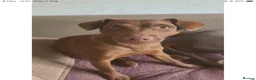 Patterdale Terrier dogs for sale: Brown Patterdale terrier for sale in Coventry - Advert 3
