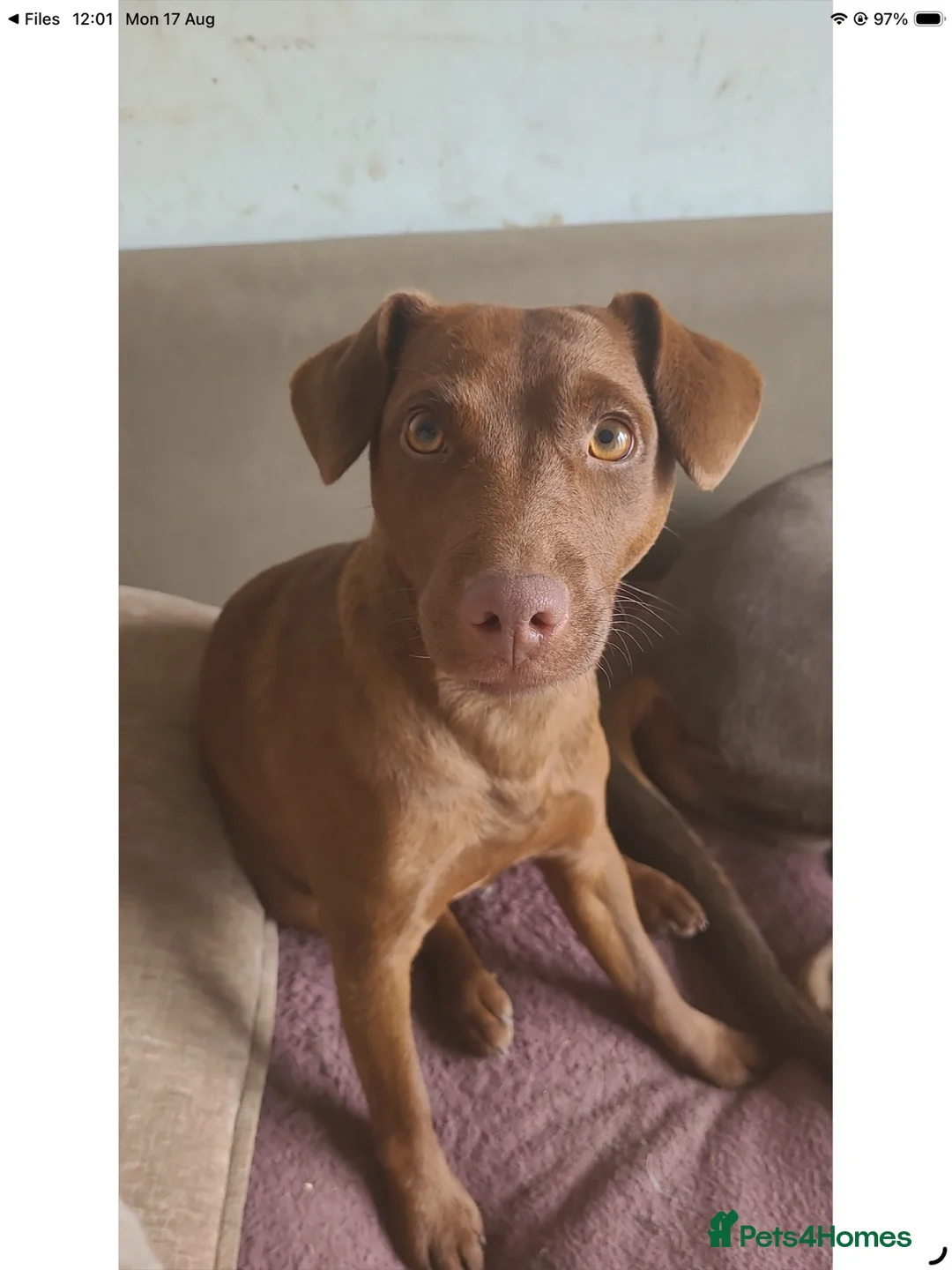 Patterdale Terrier dogs for sale: Brown Patterdale terrier for sale in Coventry - Advert 3