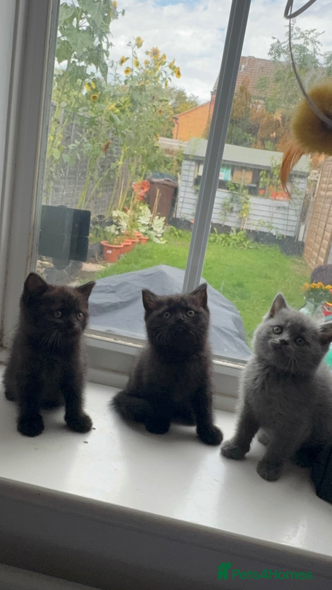 British Shorthair cats British shorthair kittens  - Advert 2