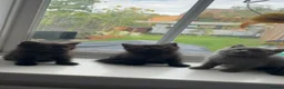 British Shorthair cats for sale: British shorthair kittens  - Advert 8