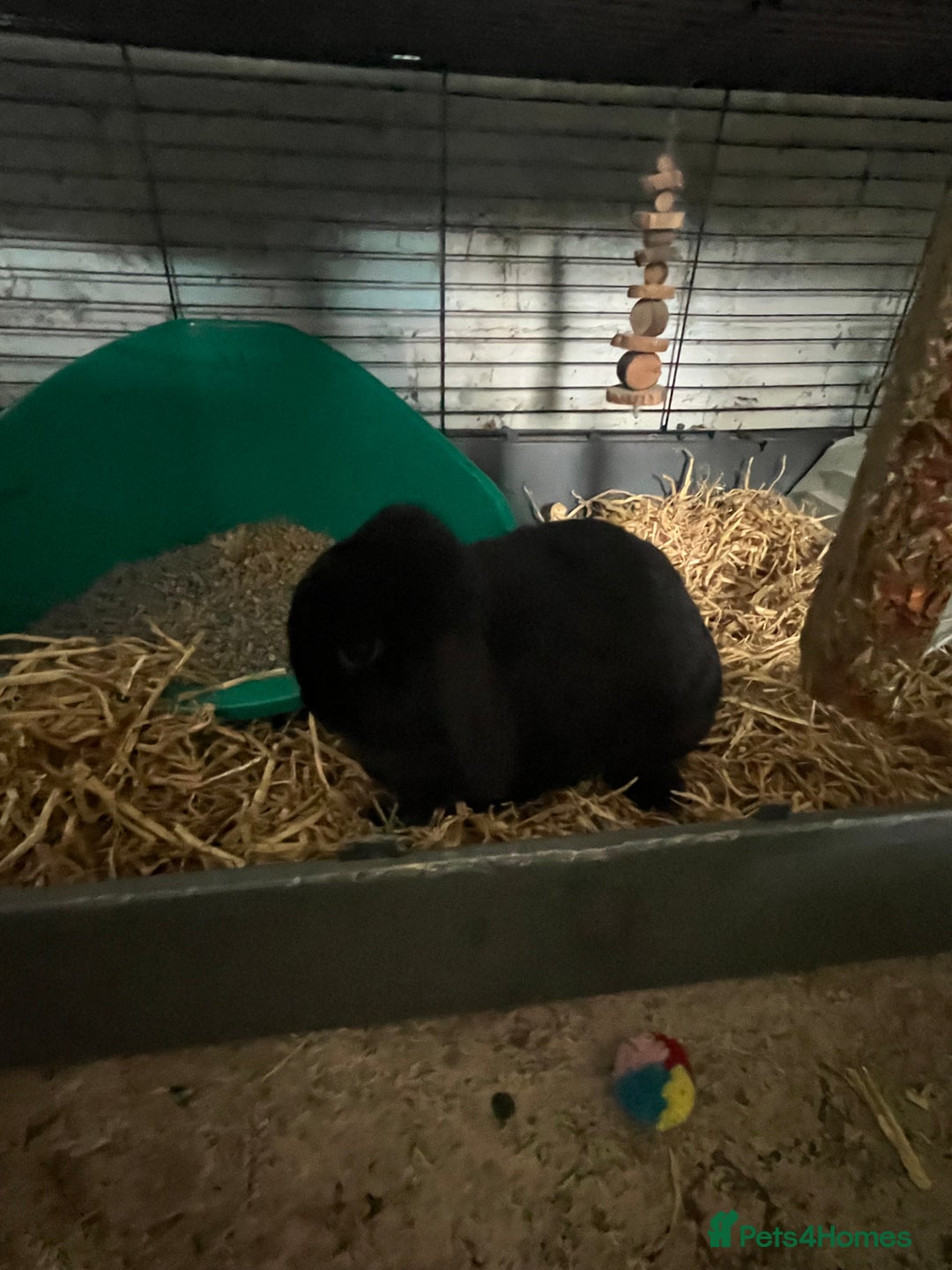 Lionhead rabbits for sale: Pair of rabbits  - Image 3