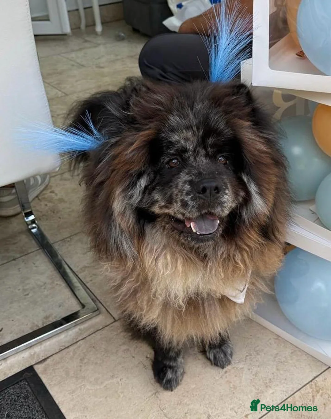 Chow Chow dogs for stud: Merle chow chow for Stud  - Advert 2