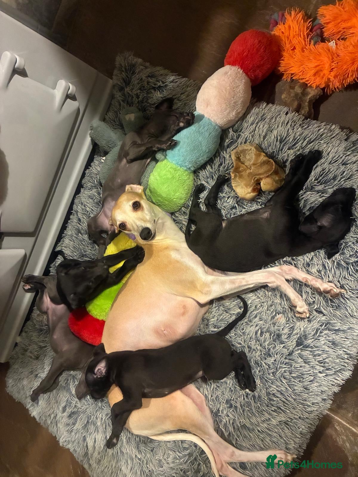 Whippet dogs Last 2 rare solid colour KC whippet puppies - Advert 4