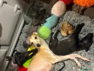 Whippet dogs Last 2 rare solid colour KC whippet puppies - Advert 4