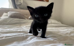 Mixed Breed cats for sale: 3x black kittens for sale  - Image 1