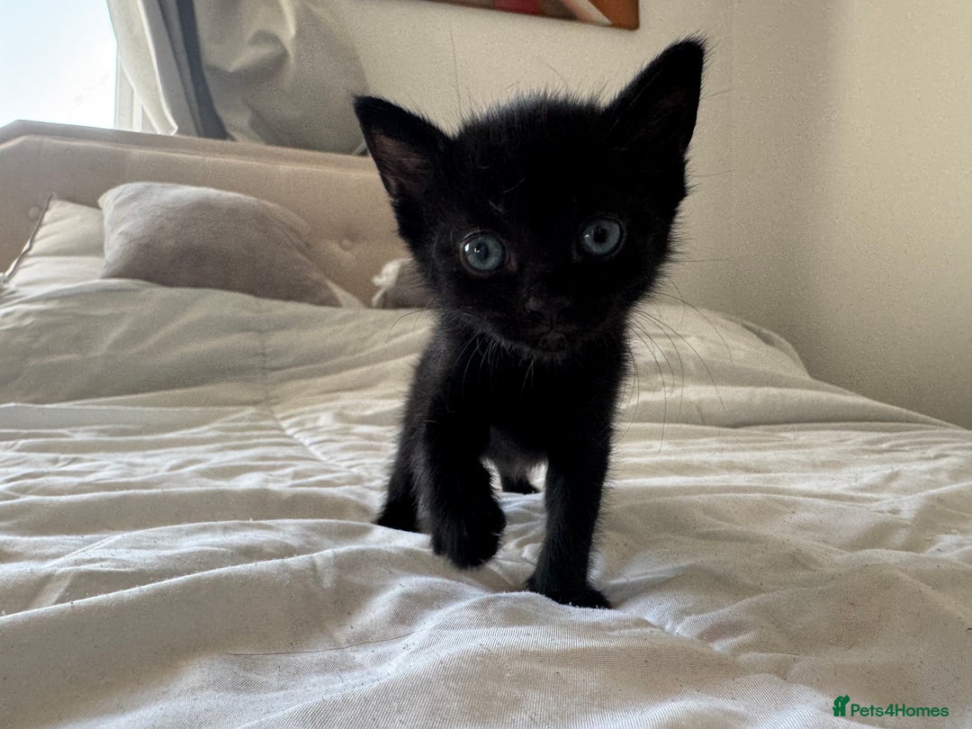 Mixed Breed cats for sale: 3x black kittens for sale  - Image 1