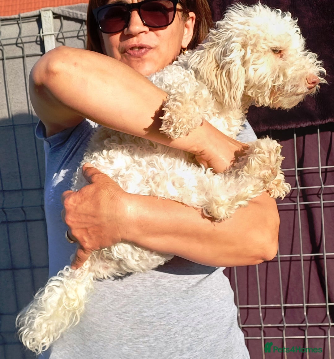 Yorkiepoo dogs for adoption: M.&K. - two inseparable friends for a Loving Home - Image 24