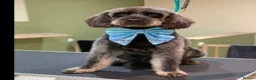 Labradoodle dogs for sale: Stunning mini phantom labradoodles - Advert 12