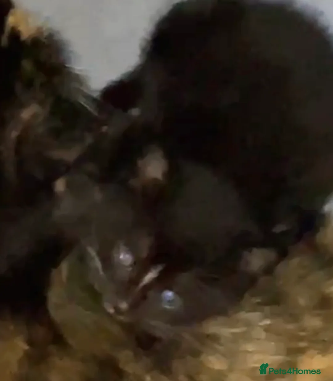 Domestic Shorthair cats for sale: Black n white Tuxedo Kittens - Advert 3